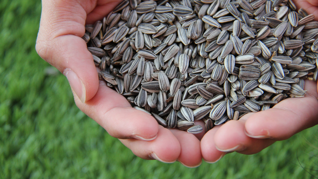 Best Place to Buy Salted Sunflower Seeds Online in the UK - Nutsoasis