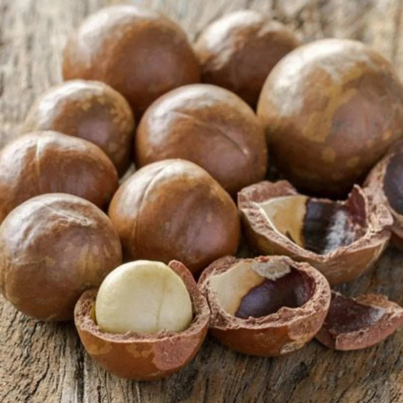 salted macadamia nuts uk