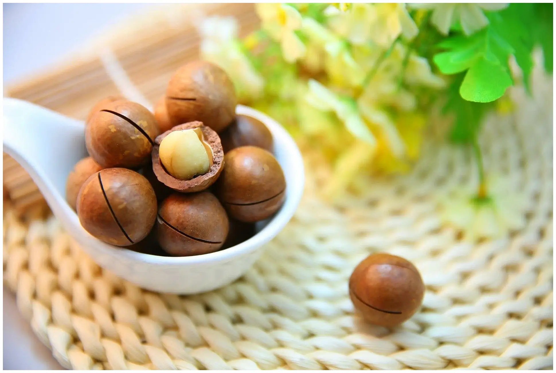 macadamia nuts